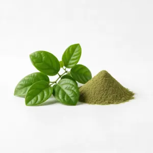 Gymnema leaf extract, ingredient in Olivaro