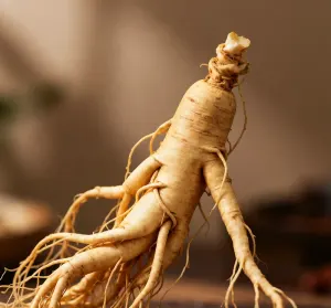 Panax ginseng root, ingredient in Olivaro